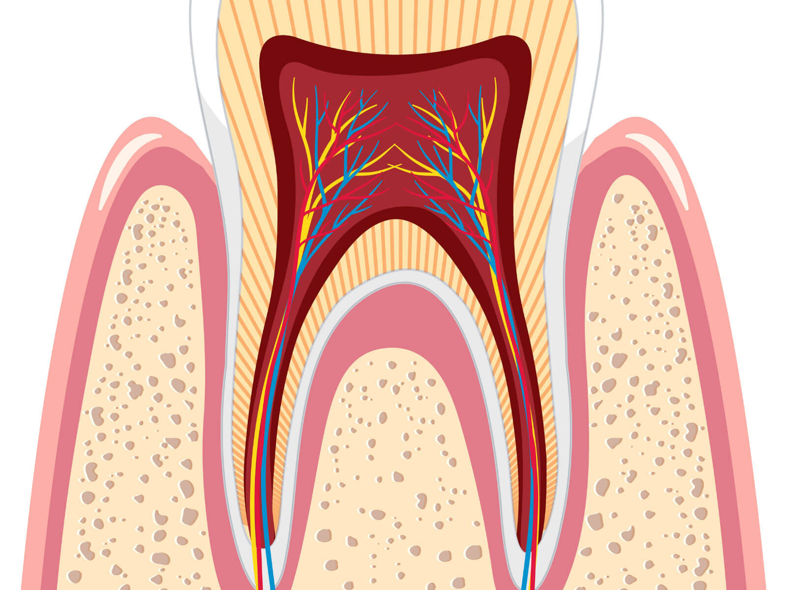 Root Canal vs Extraction: Pros, Cons, and Cost Comparison
